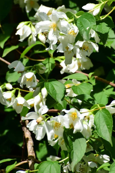 Veduta Del Gelsomino Liguphus Coronarius Con Fiori Bianchi Foglie Verdi — Foto Stock