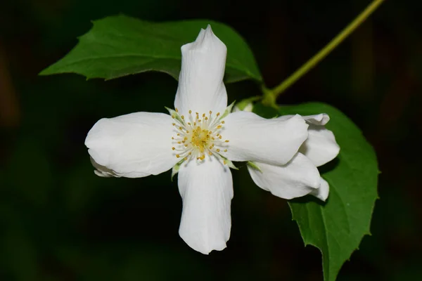 Nahaufnahme Der Weißen Jasminblüte Jasminum Officinale Mit Gelben Staubgefäßen Und — Stockfoto