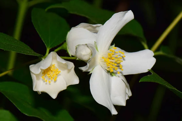 Close Inflorescência Branca Jasmim Jasminum Officinale Com Flores Com Folhas — Fotografia de Stock