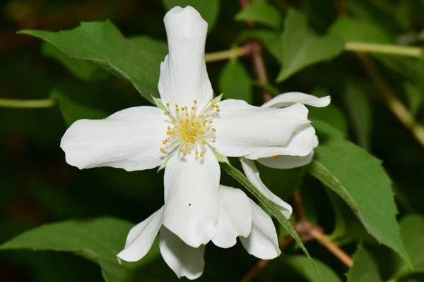 北コーカサスの麓で成長する白い花弁を持つ白い春のジャスミン ジャスミン ジャスミン オフィナーレのマクロ — ストック写真
