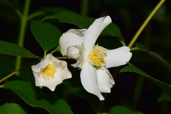 Nahaufnahme Des Jasminblütenstandes Jasminum Officinale Mit Weißen Blüten Mit Grünen — Stockfoto