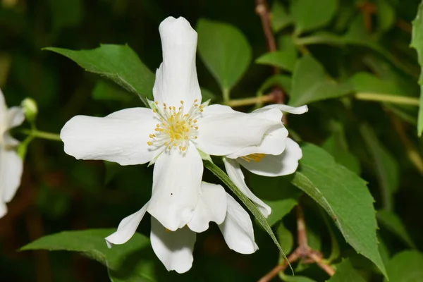 Detailní Záběr Bílého Jarního Jasmínu Jasminum Officinale Bílými Okvětními Lístky — Stock fotografie