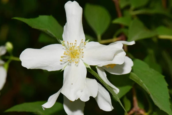 Makro Białej Jaśminowej Kwiatostanu Jasminum Officinale Białymi Płatkami Rosnącymi Podnóża — Zdjęcie stockowe