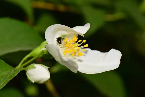 Primo Piano Una Piccola Ape Macropis Fulvipes Jasmine Jasminum Officinale — Foto Stock