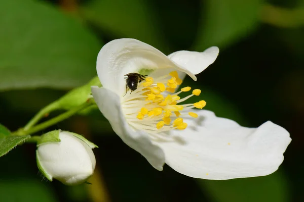 Macro Una Piccola Ape Macropis Fulvipes Gelsomino Jasminum Officinale Che — Foto Stock