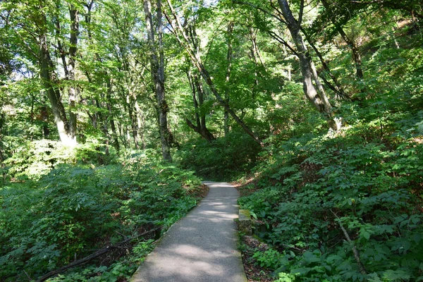 Camino Del Bosque Montaña Para Actividades Aire Libre Entre Los —  Fotos de Stock