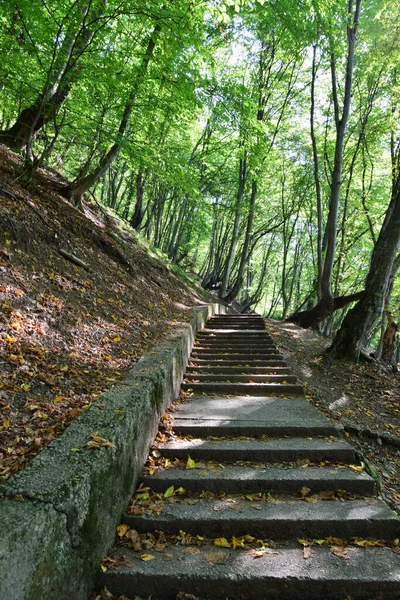 Road on the steps for outdoor activities among the trees in the summer on Mount Kizilovka in the foothills of the North Caucasus