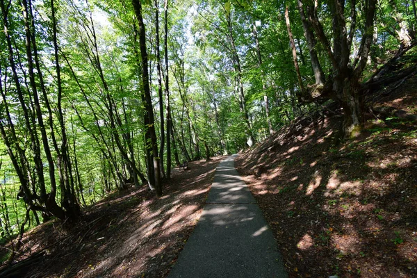 Road for active recreation among green trees in summer on Kizilovka mountain in the foothills of the North Caucasus