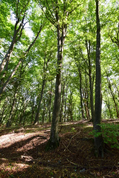 View Mountain Park Summer Mount Kizilovka Trees Staircase Foothills North — Stock Photo, Image