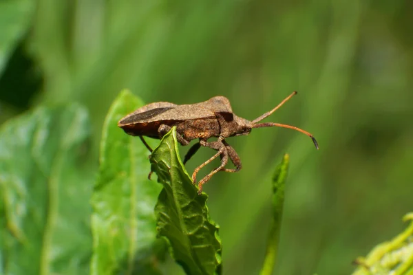 Primer Plano Del Joven Insecto Anoplocerus Eleva Con Largas Antenas —  Fotos de Stock