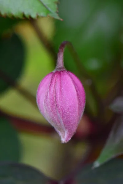 Primo Piano Bocciolo Fiori Clematis Florida Giovane Viola Tra Foglie — Foto Stock