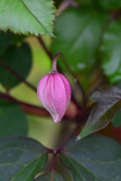 Closeup Purple Clematis Florida Flower Bud Green Leaves Growing Foothill — Stock Photo, Image