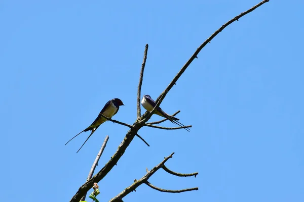 黒と白の2つの納屋のツバメヒルンド ルスティカは 北コーカサスの麓の夏に青い空に対して木の枝に休んでいます — ストック写真