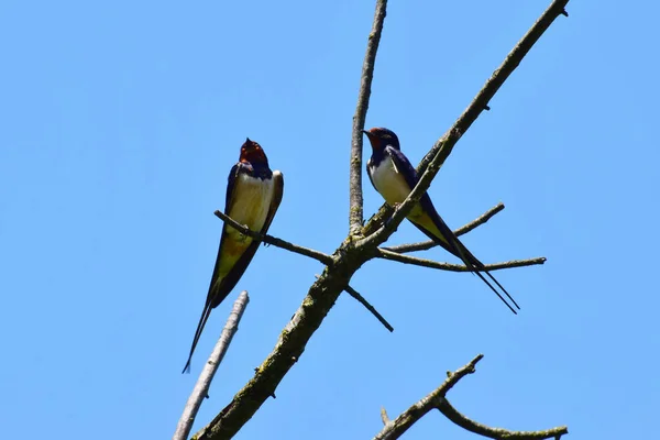 二つの納屋は 北コーカサスの麓の夏に青い空に対して木の乾燥した枝に座っているHirundo Rusticaを飲み込みます — ストック写真