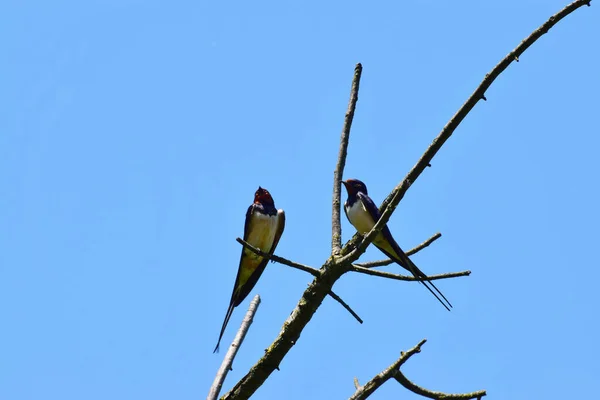 二つの納屋は 北コーカサスの麓の夏に青い空に対して木の乾燥した枝に座っているHirundo Rusticaを飲み込みます — ストック写真