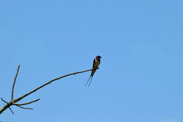 黒と白の納屋は 北コーカサスの麓で夏に青い空に対して木の枝に胸腺の尾を持つHirundo Ruticaを飲み込む — ストック写真