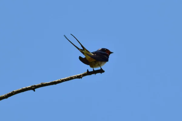 Scheunenschwalbe Hirundo Rustica Auf Einem Trockenen Ast Vor Blauem Himmel — Stockfoto