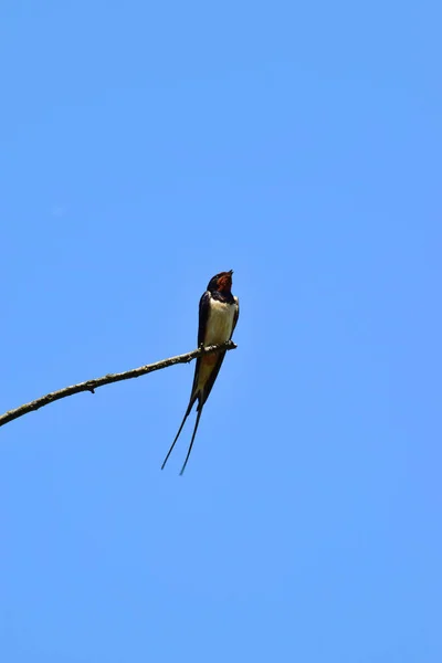 Hirondelle Noire Blanche Hirundo Rustica Avec Une Queue Thymus Trouve — Photo