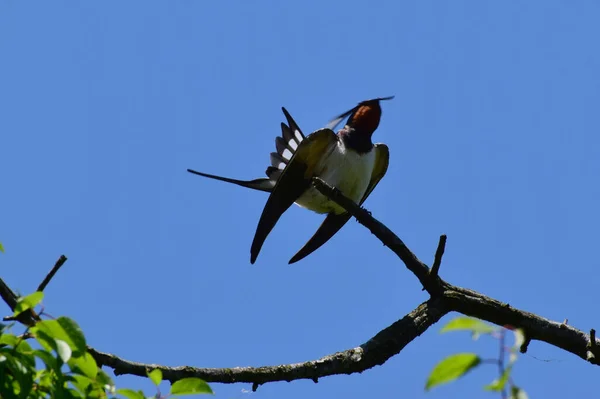 バーンスワローヒルンドルスティカは 北コーカサスの麓で夏に青空に向かって羽を開いた木の乾燥した枝に座っています — ストック写真