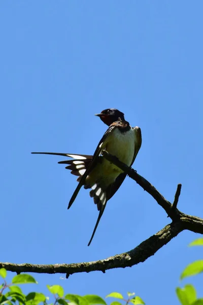 北コーカサスの麓で夏に青空に向かって羽を開いた木の乾燥した枝にバーンスワローHirundo Rusticaがあります — ストック写真