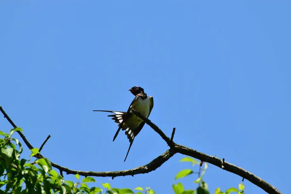 北コーカサスの麓で夏に青空に向かって羽を開いた木の乾燥した枝にバーンスワローHirundo Rusticaがあります — ストック写真