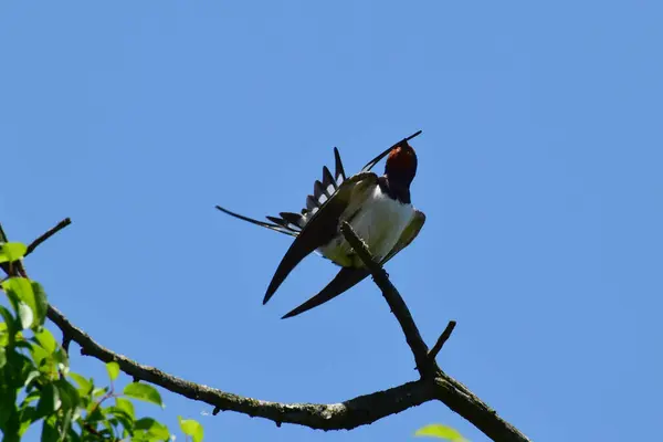 バーン スワロー ヒルンド ルスティカは 北コーカサスの麓の夏の青空に対して乾燥した木の枝に羽をきれいにします — ストック写真