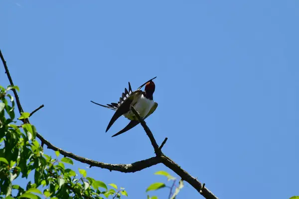 バーン スワロー ヒルンド ルスティカは 北コーカサスの麓の夏の青空に対して乾燥した木の枝に羽をきれいにします — ストック写真