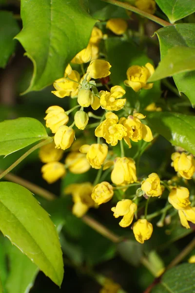 Close Spring Yellow Flowers Mahonia Aquifolium Magonia Inflorescences Leaves Branch — Stock Photo, Image