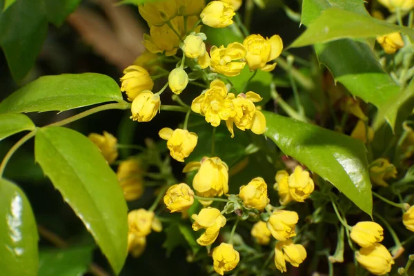 Close Yellow Flowers Mahonia Aquifolium Branch Leaves Branch Foothills North — Stock Photo, Image