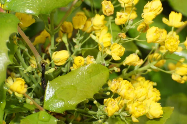 Close Spring Yellow Flowers Mahonia Aquifolium Magonia Inflorescences Twig Foothills — Stock Photo, Image
