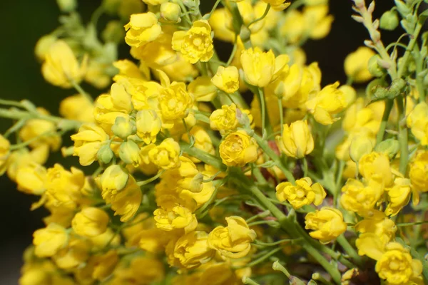 Nahaufnahme Gelber Blütenstände Von Magonia Mahonia Aquifolium Auf Einem Zweig — Stockfoto