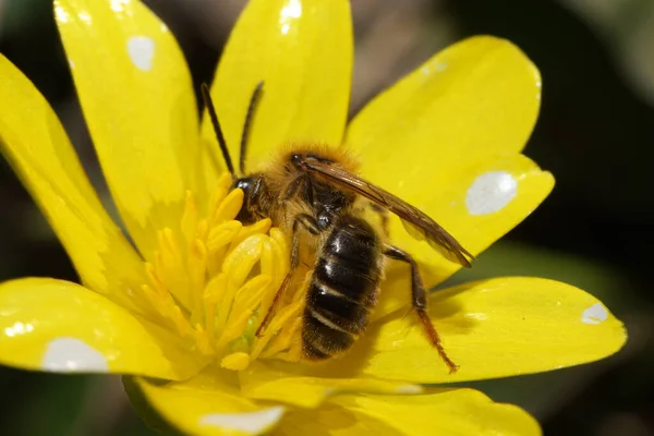 Macro Une Abeille Grise Printemps Andrena Ventralis Récoltant Pollen Nectar — Photo