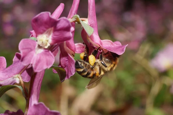 Közelkép Méh Apis Mellifera Gyűjtése Pollen Nektár Egy Rózsaszín Virág — Stock Fotó