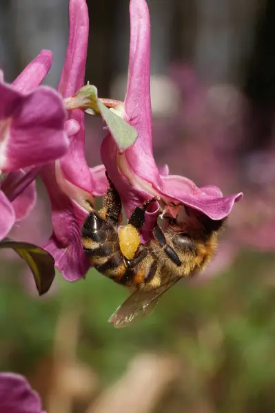 Macro Egy Tavaszi Méhecske Apis Mellifera Gyűjtése Pollen Nektár Egy — Stock Fotó