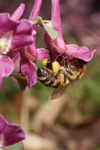 Macro Egy Méh Apis Mellifera Gyűjtése Pollen Nektár Egy Rózsaszín — Stock Fotó