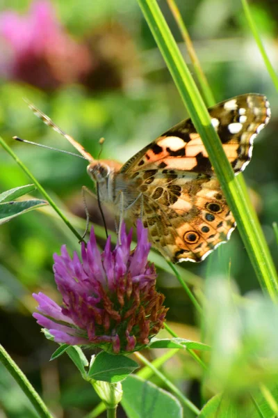 Szczelnie Góry Vanessa Cardui Łopian Motyl Różowym Kwiecie Koniczyny Trawie — Zdjęcie stockowe