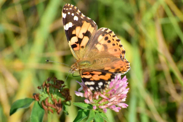 Bardane Papillon Vanessa Cardui Sur Une Fleur Trèfle Rose Dans — Photo