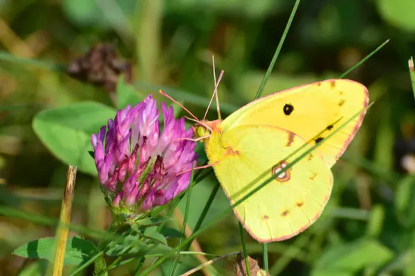 Macro Jaune Mâle Colias Erate Papillon Est Assis Sur Une — Photo