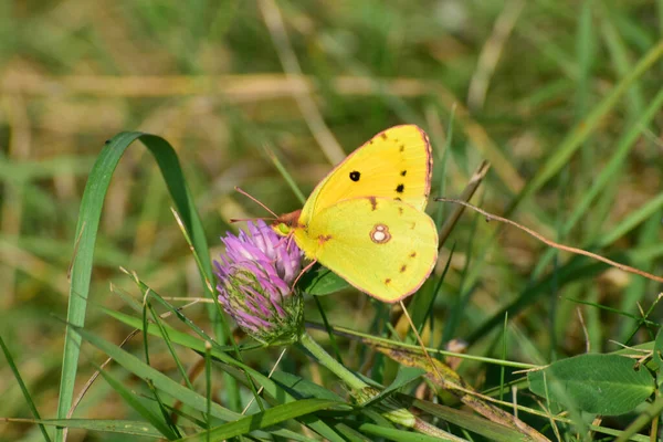 Zblízka Žlutý Samec Colias Erate Motýl Sedí Růžovém Jeteli Louce — Stock fotografie