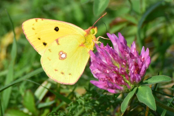 Gros Plan Papillon Colias Erate Mâle Jaune Recueille Pollen Sur — Photo