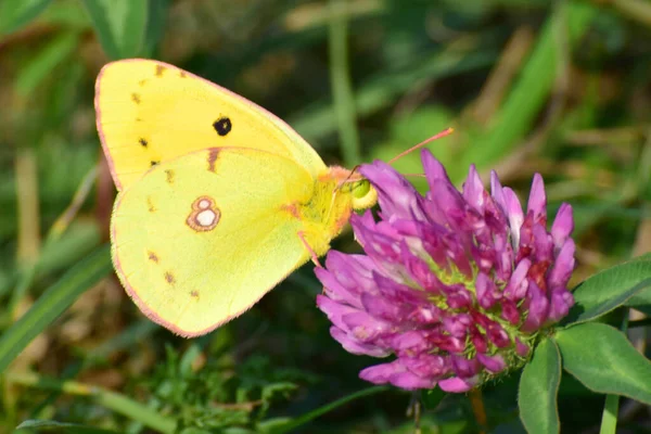 Gros Plan Papillon Mâle Colias Erate Recueille Pollen Sur Trèfle — Photo