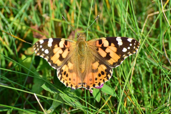 Macro Vanessa Cardui Burdock Butterfly Grass Lawn Fooghills North Caucasus — стокове фото