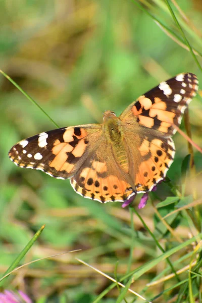 Gros Plan Papillon Vanessa Cardui Assis Milieu Herbe Sur Trèfle — Photo