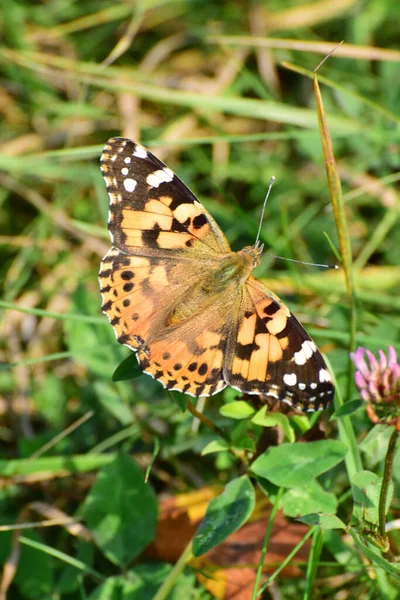 Macro Papillon Vanessa Cardui Assis Milieu Herbe Dans Pré Dans — Photo