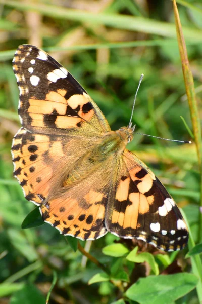 Macro Papillon Vanessa Cardui Assis Milieu Herbe Dans Pré Dans — Photo