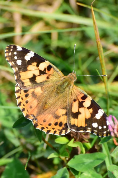 Primer Plano Una Mariposa Vanessa Cardui Sentada Entre Hierba Prado — Foto de Stock