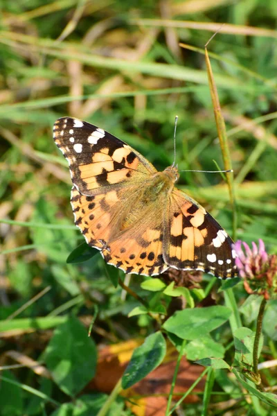 Gros Plan Papillon Vanessa Cardui Assis Milieu Herbe Dans Une — Photo