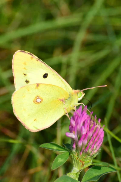 Крупный План Желтой Бабочки Colias Erate Собирает Пыльцу Нектар Летнем — стоковое фото