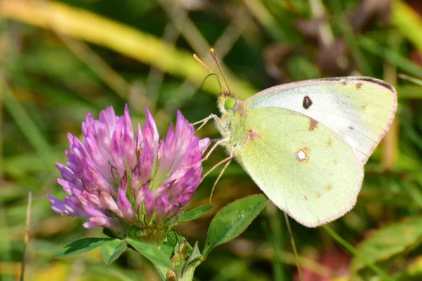 Macro Femelle Colias Erate Papillon Recueille Pollen Nectar Sur Trèfle — Photo