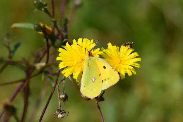 Macro Macho Borboleta Amarelo Colias Erate Sentado Uma Flor Amarela — Fotografia de Stock